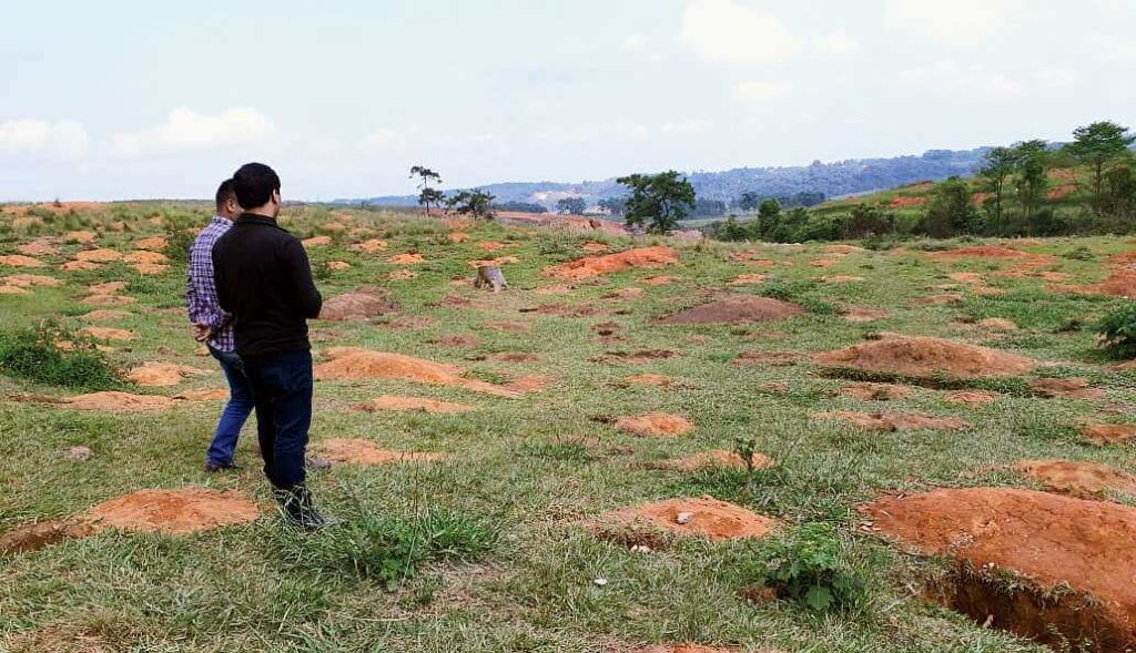 Meghalaya Tree Plantation