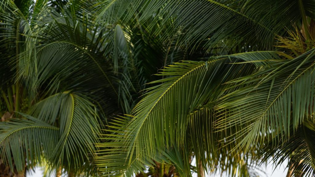 Professor Saji Varghese has invented straws from coconut leaves