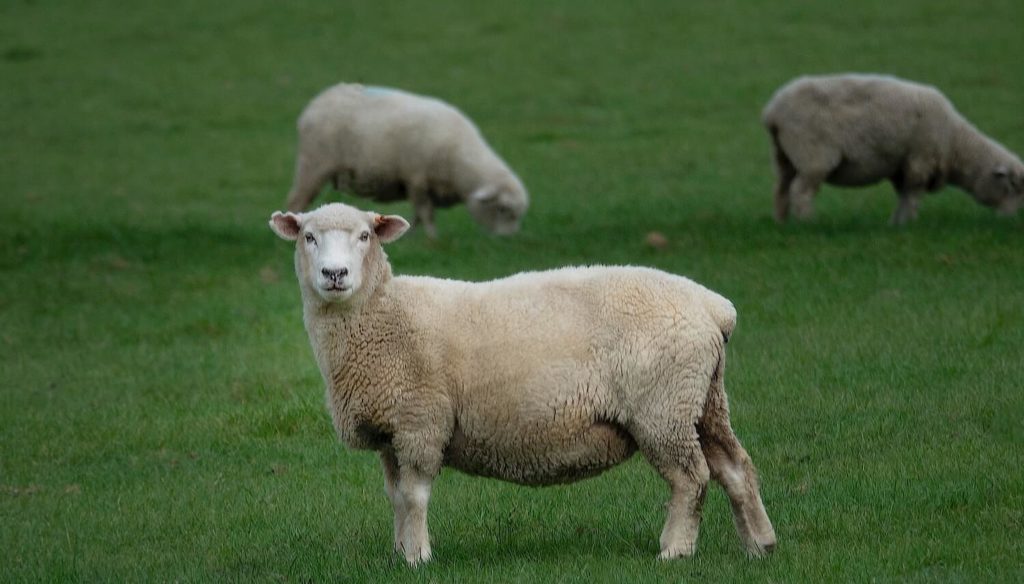 Faborg WEGANOOL - vegan wool