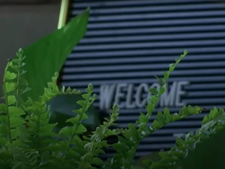 World’s First Plant Hotel Opens in London to Keep Your Plants Alive