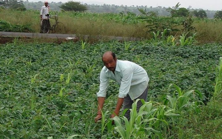 What is zero budget natural farming?