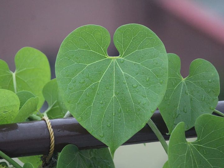 गिलोय के फायदे
